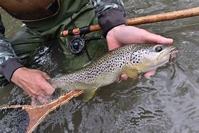 Image result for Fly Fishing Catch