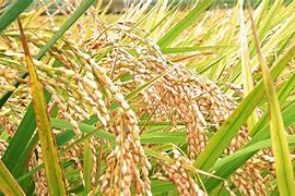 Image result for Palay Plant