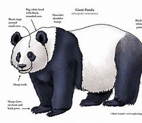 Image result for Panda Shaps