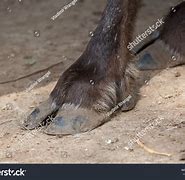 Image result for Caribou Hoof