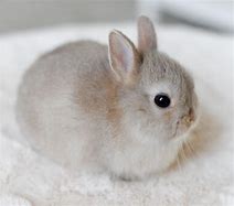 Image result for Cute Fuzzy Bunnies