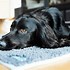 Image result for Wooden Pet Mat