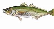 Image result for Jack Mackerel Pouch