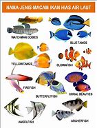 Image result for Macam Macam Ikan Laut