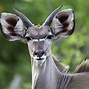 Image result for Okavango Inland Delta