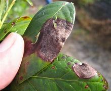 Image result for Blueberry Bush Diseases