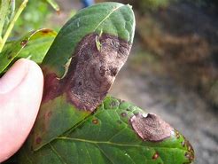 Image result for Blueberry Leaf Spot