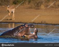 Image result for Hippo Big Teeth