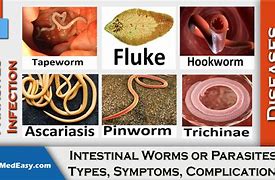 Image result for Abdominal Parasites