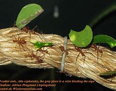 Image result for Grass Cutter Ants