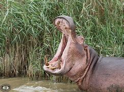 Image result for Hippo Anatomy