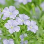 Image result for Flax Flower Stem