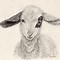 Image result for Baby Lamb Sketches