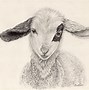 Image result for Baby Lamb Doodle