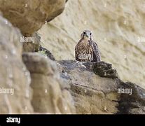 Image result for Prairie Falcon Habitat