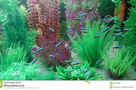 Image result for Neon Aquarium Fish