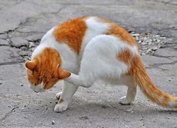 Image result for Cat Skin Diseases Infections