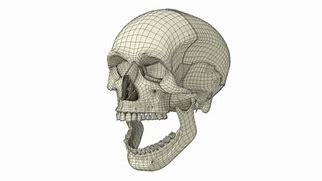 Image result for Human Skull 3D Model Wireframe Abstract