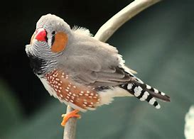 Image result for Red Zebra Finch