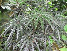 Image result for Plerandra Elegantissima Tree