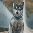 Image result for Husky Iberico