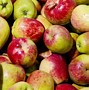 Image result for Pome Fruit Farm