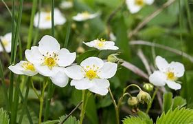 Image result for Wild Strawberry