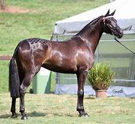 Image result for Horse Shinny Coat