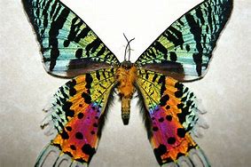 Image result for Sun Moth