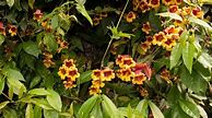 Image result for Flowering Vines for Shade Areas