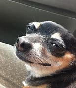 Image result for Dog Même Face