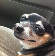 Image result for Dog Side Face Meme