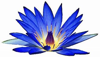 Image result for Blue Lily Clip Art