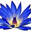 Image result for Blue Lily Clip Art