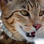 Image result for Gato Ashera