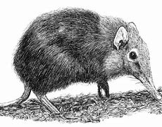 Image result for Shrew Drawing