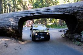 Image result for Sequoia National Park Road Trip