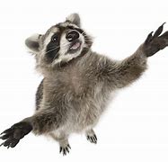 Image result for Raccoon Dangerous