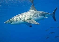 Image result for Aquarium of the Pacific Sharks