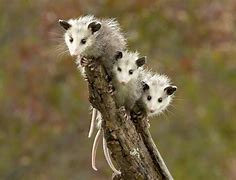 Image result for Possum Babies