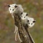 Image result for Cool Possum