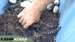 Baby American Alligators Hatching: Kamp Kenan Bonus