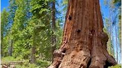 Sequoia National Park