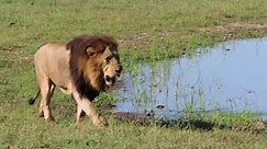 Male Lion Guzzling Water