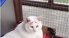 Dangerously obese cat looking for forever home after a year-long diet to lose 36% of body weight