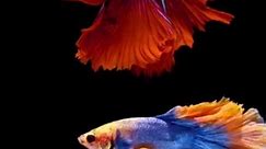 Live Fish Aquarium 4K/HD Video Wallpapers