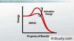 Function of Enzymes | Overview, Diagram & Active Site