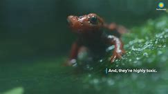 #AmphibianWeek: Meet the Emperor Newt