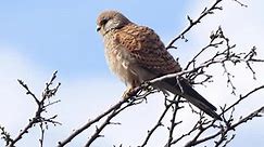 Common Kestrel