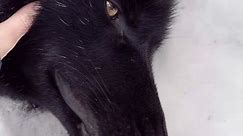 Black Wolf Dog - Transforming into an Exotic Wolf-Like Companion